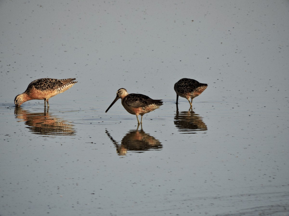 Long-billed Dowitcher - ML474485161