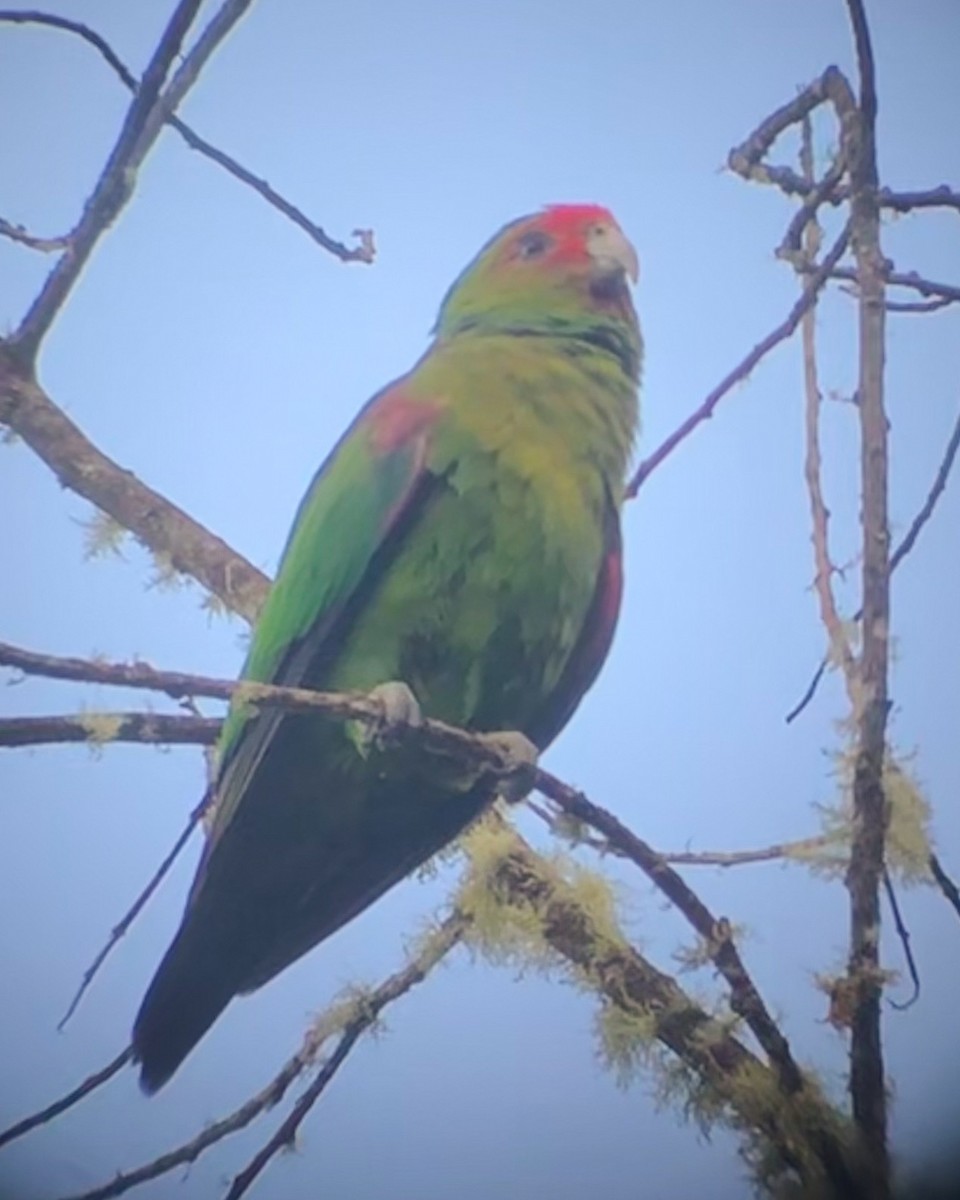 Red-faced Parrot - Juan Figueroa