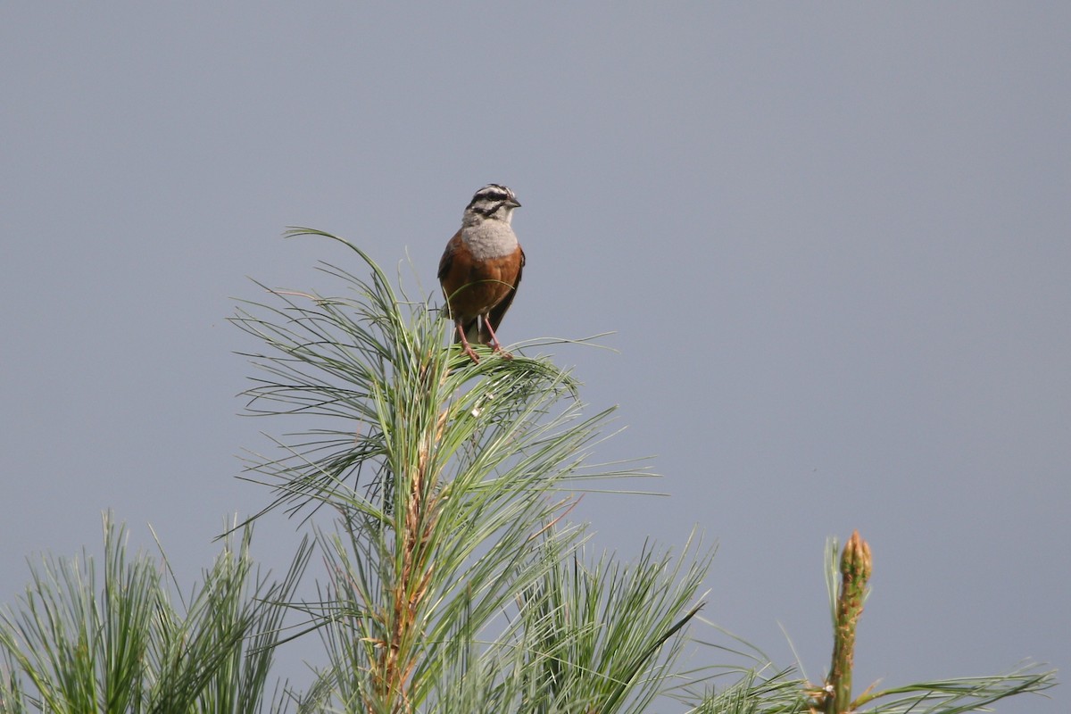 Rock Bunting - Jaffar Hussain Mandhro