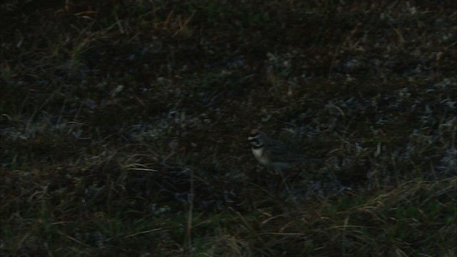 Horned Lark - ML474487