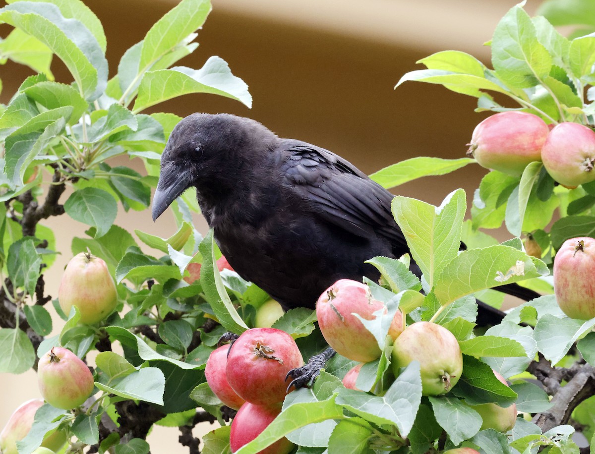 American Crow - ML474487231