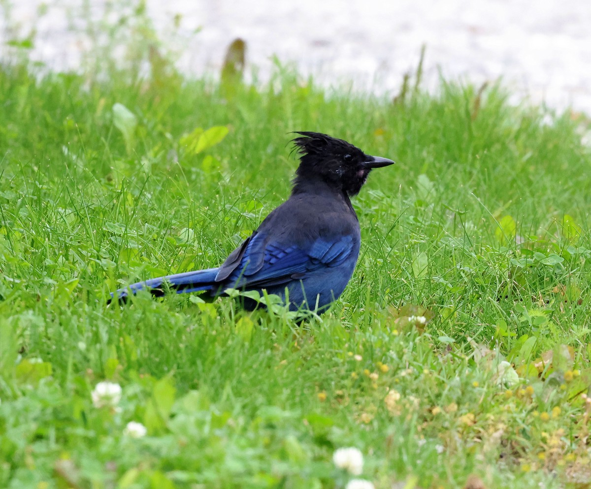 Steller's Jay - ML474487901