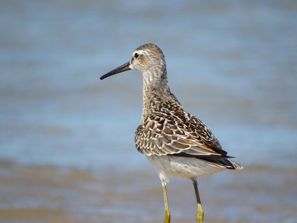 Stilt Sandpiper - ML474488961