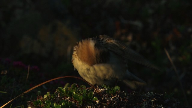 Lapland Longspur - ML474489