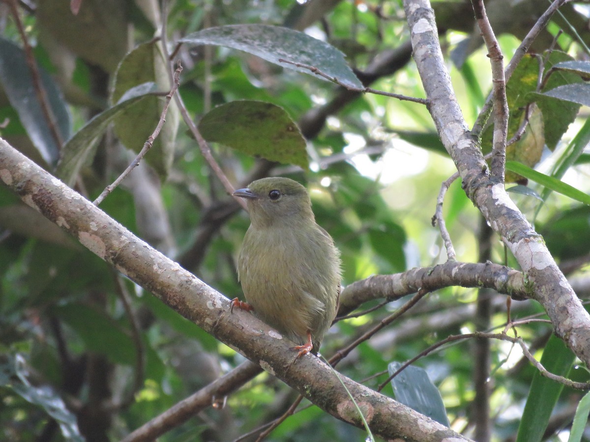 White-bearded Manakin - ML474489451