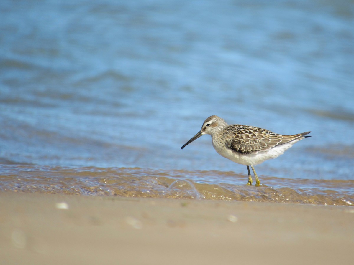 Stilt Sandpiper - ML474489701