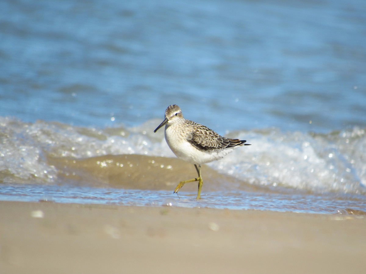 Stilt Sandpiper - ML474490111