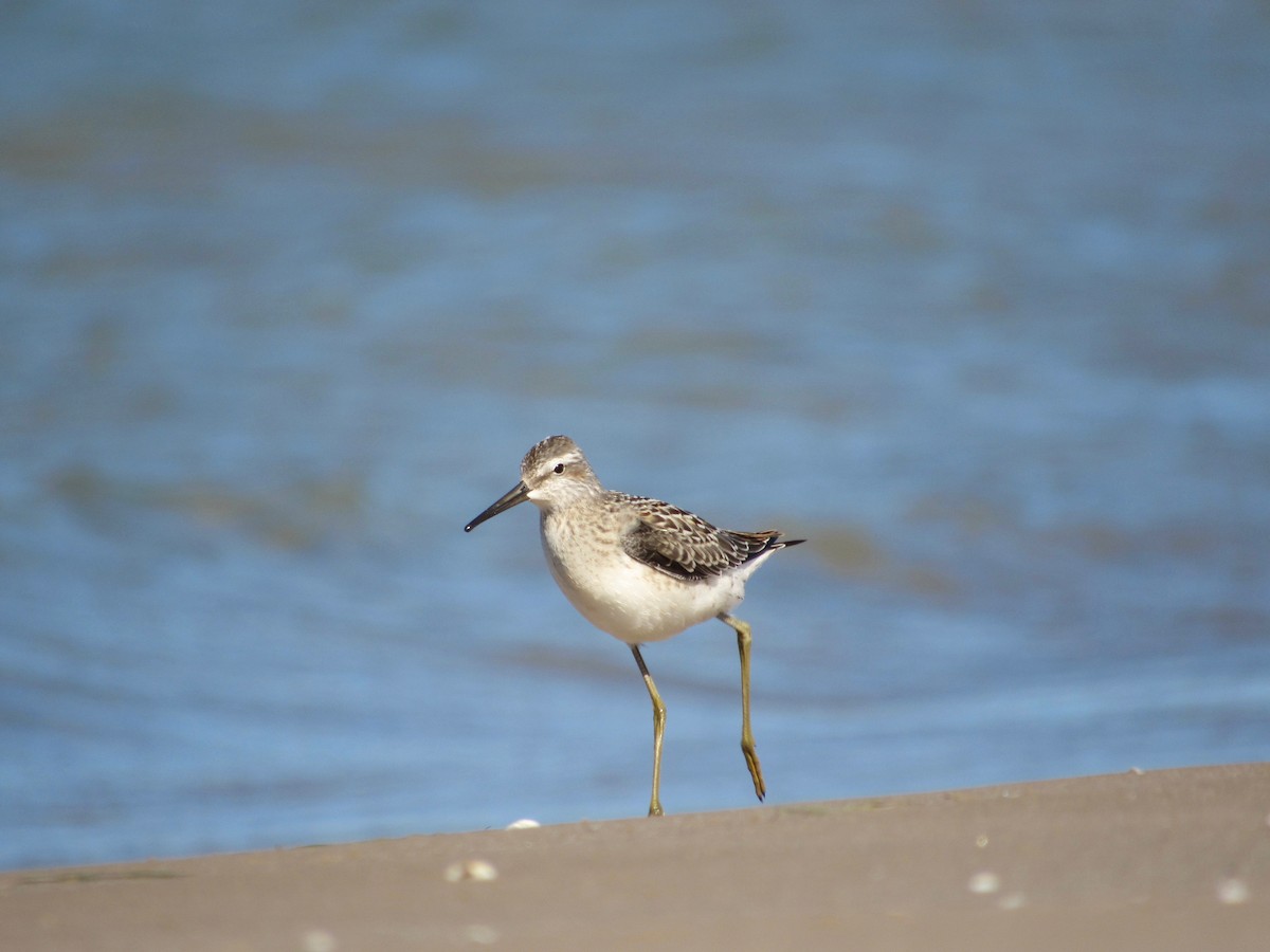 Stilt Sandpiper - ML474490221