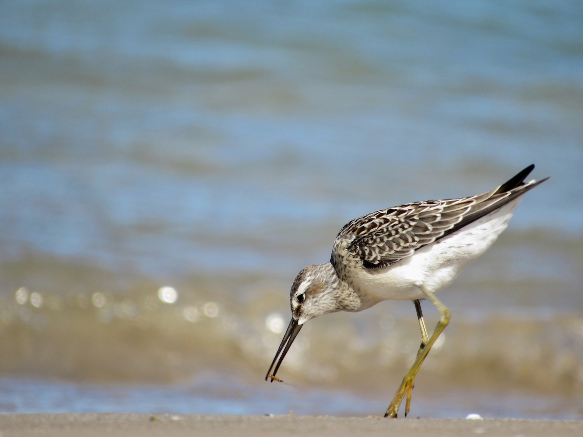 Stilt Sandpiper - ML474490731