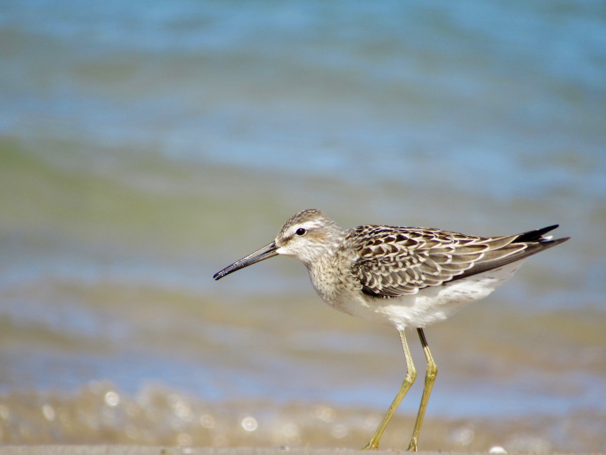 Stilt Sandpiper - ML474490961