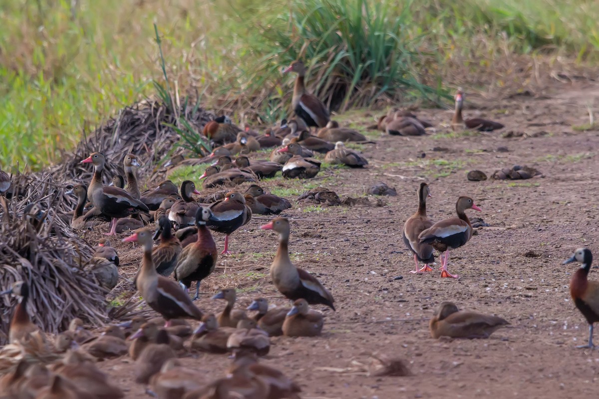 Black-bellied Whistling-Duck - ML474491021