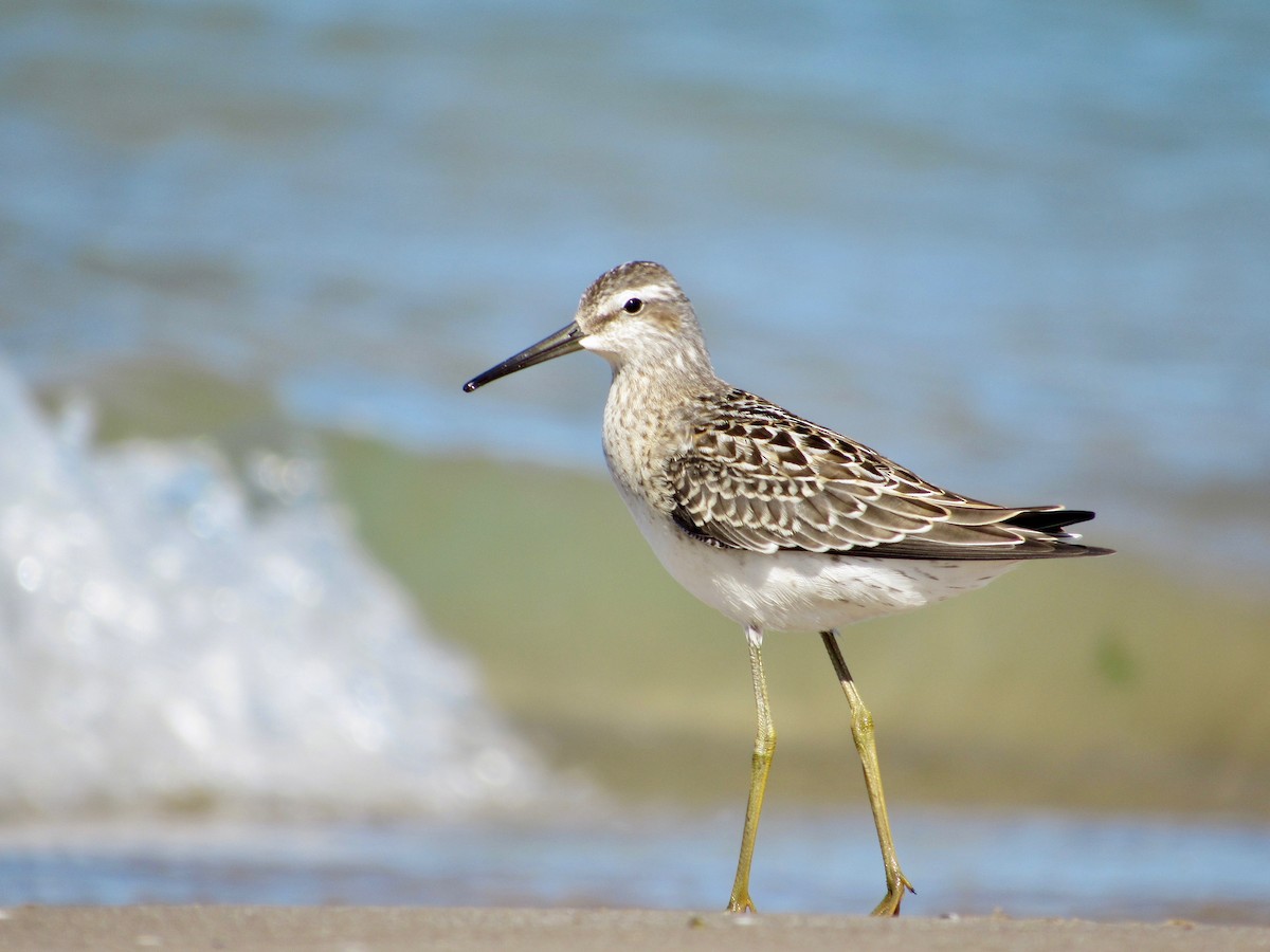 Stilt Sandpiper - ML474491121