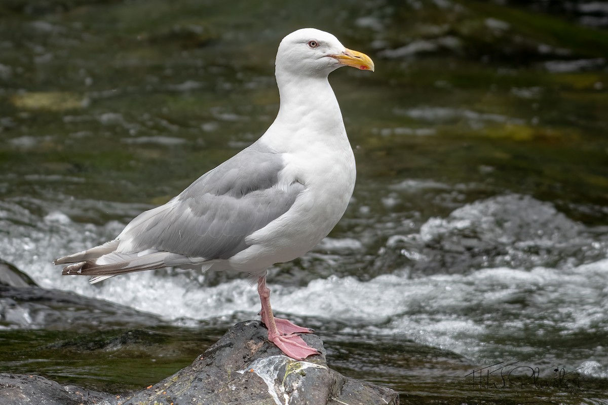 Glaucous-winged Gull - ML474491341