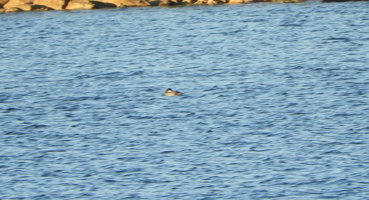 Bufflehead - ML474492961