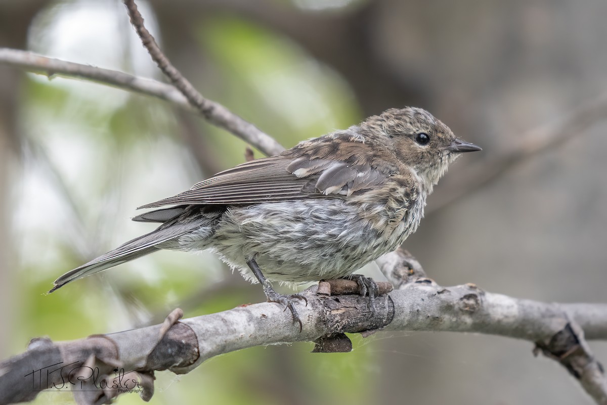 Yellow-rumped Warbler (Myrtle) - ML474494041