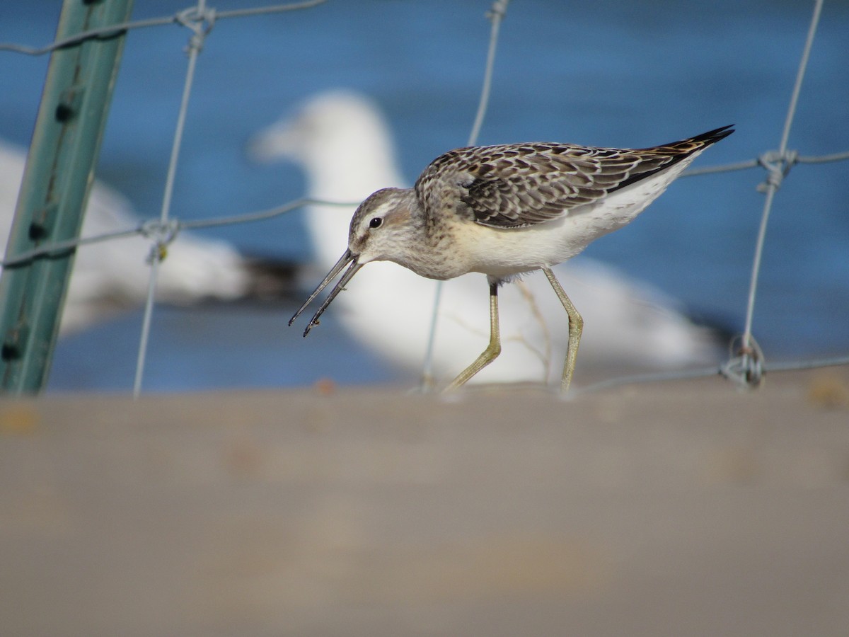 Stilt Sandpiper - ML474494151