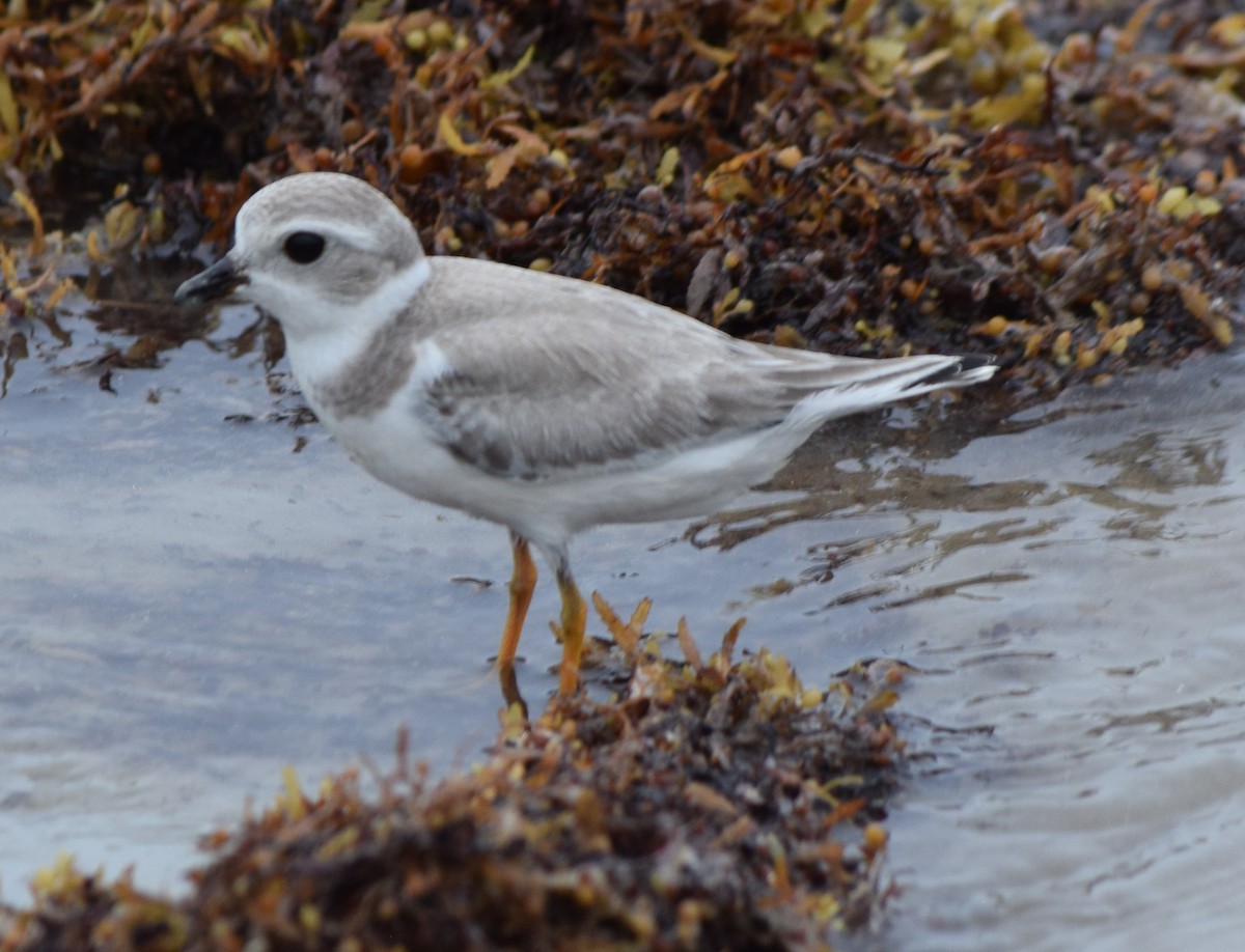 Piping Plover - ML474495371