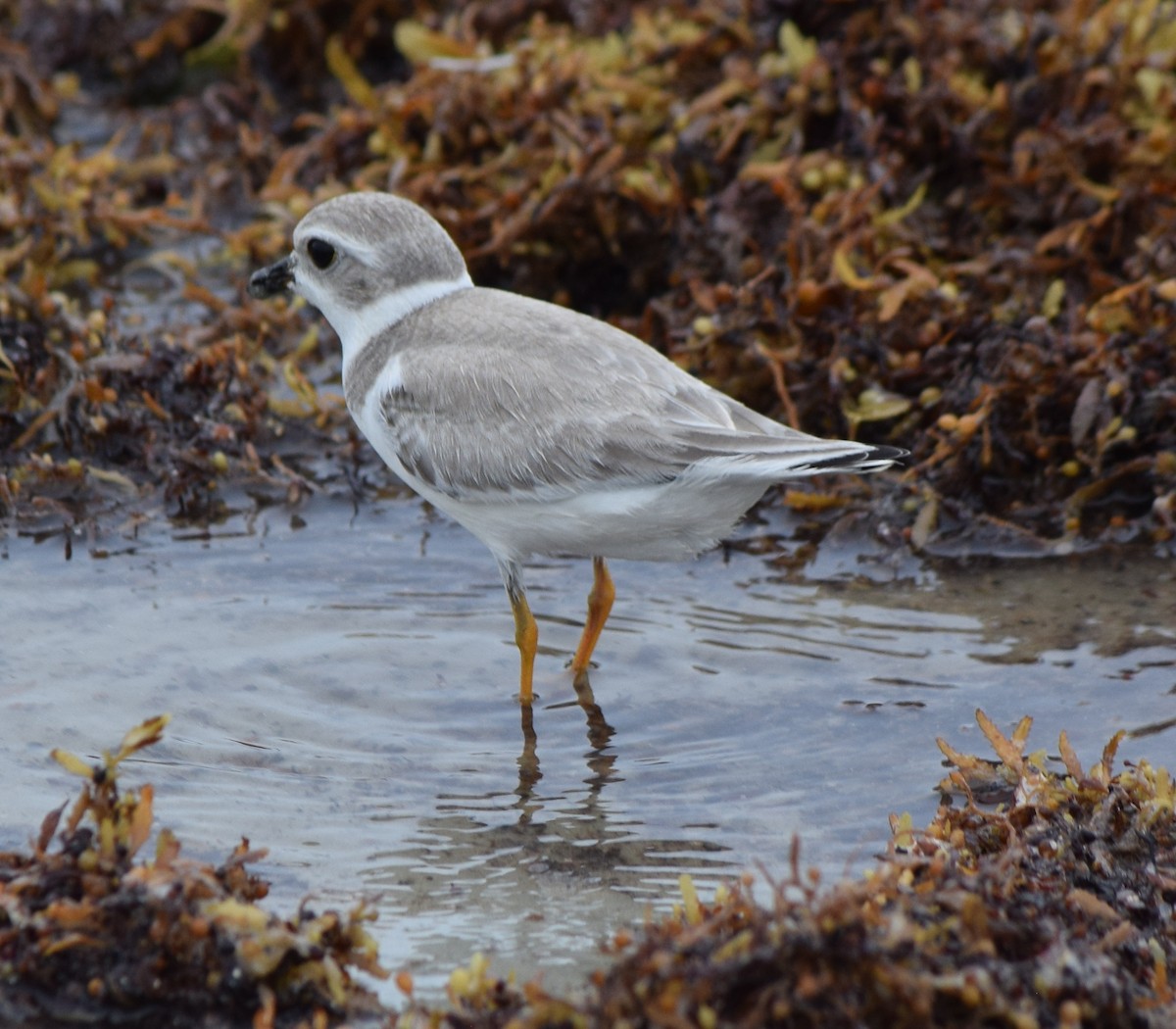 Piping Plover - ML474495381