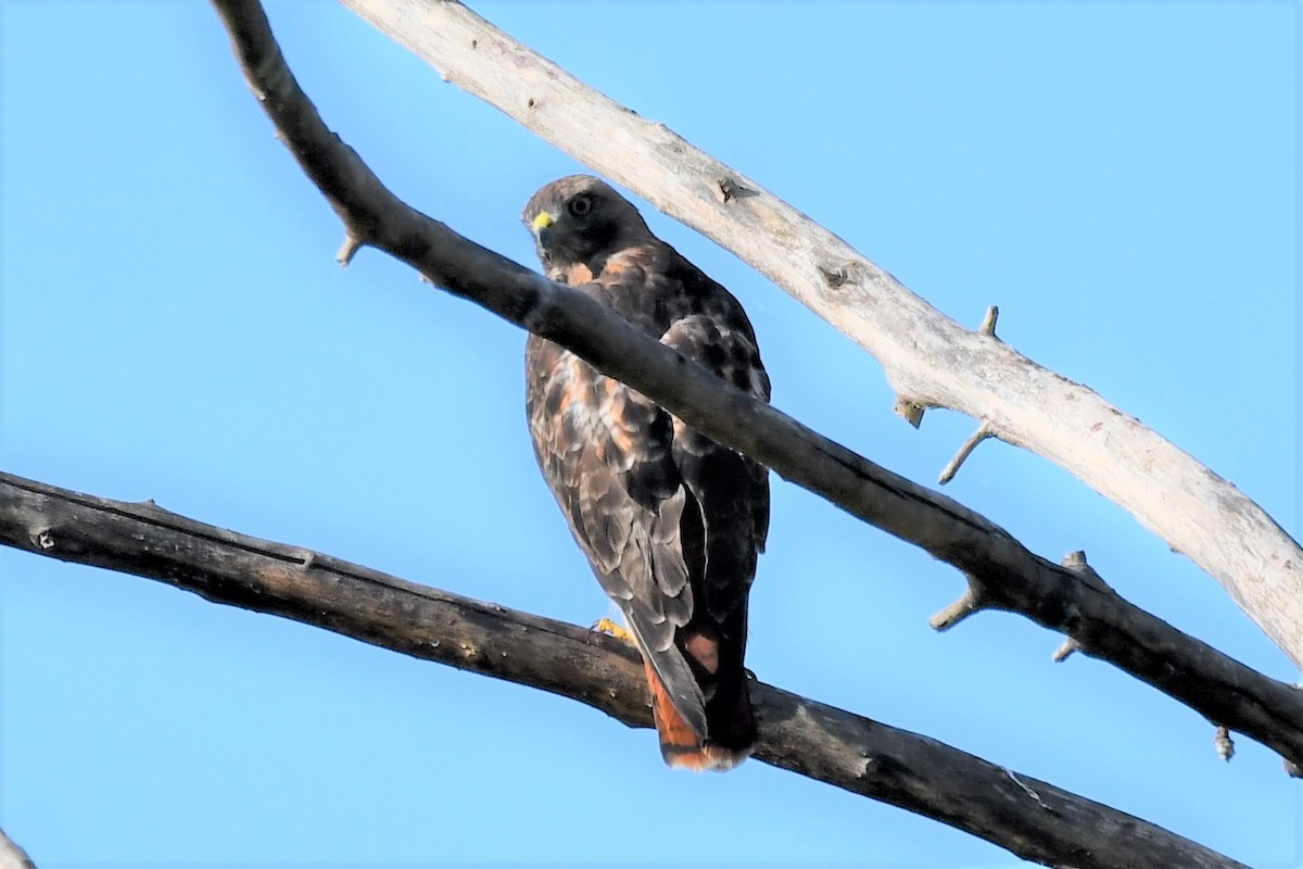 Red-tailed Hawk - ML474496861