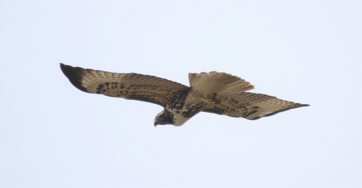 Red-tailed Hawk - ML474497731