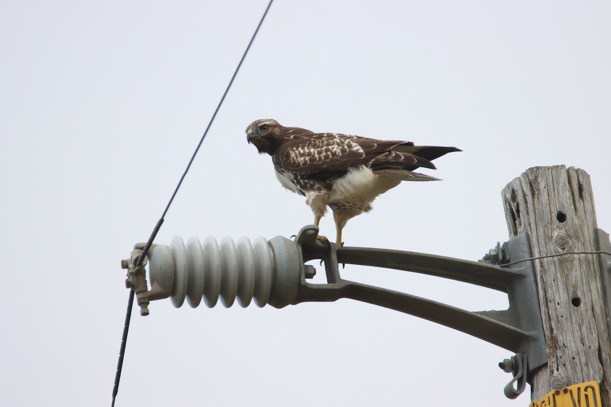 Red-tailed Hawk - ML474497751