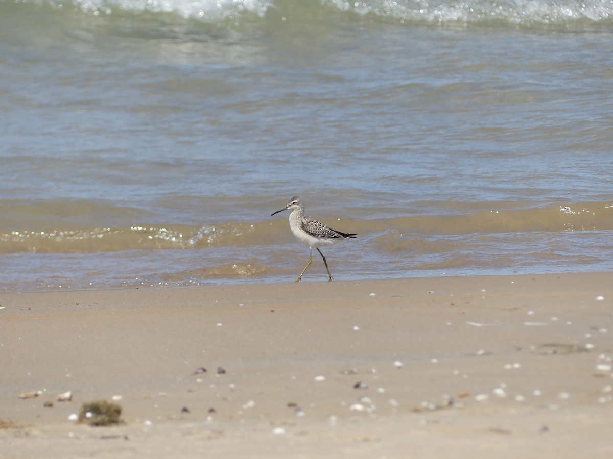 Stilt Sandpiper - ML474498111