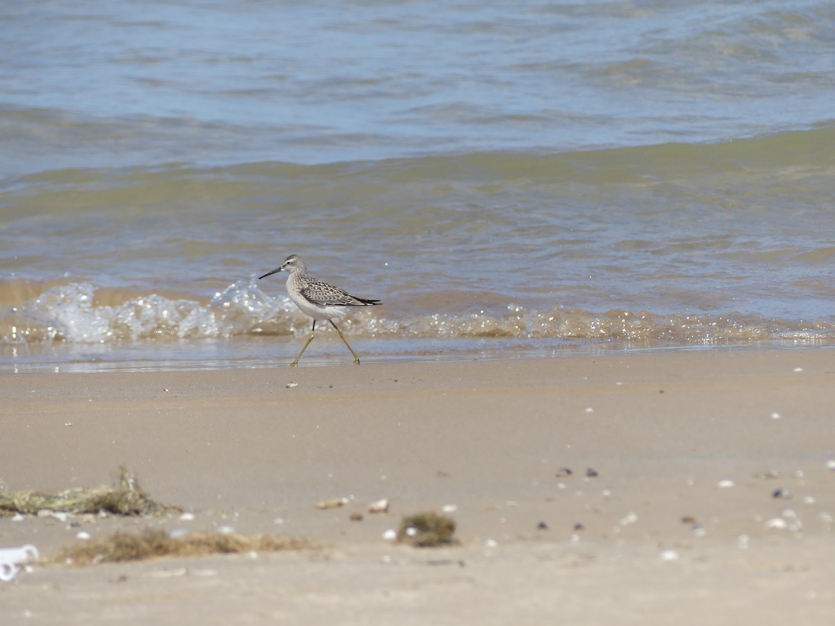 Stilt Sandpiper - ML474498231