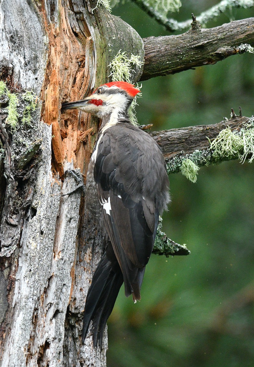 Pileated Woodpecker - ML474498481
