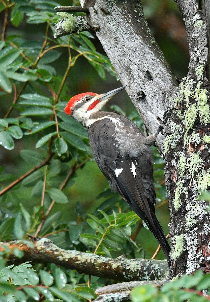 Pileated Woodpecker - ML474498491