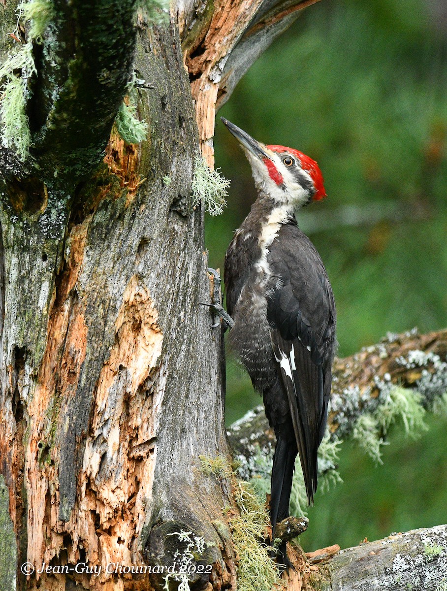 Pileated Woodpecker - ML474498501