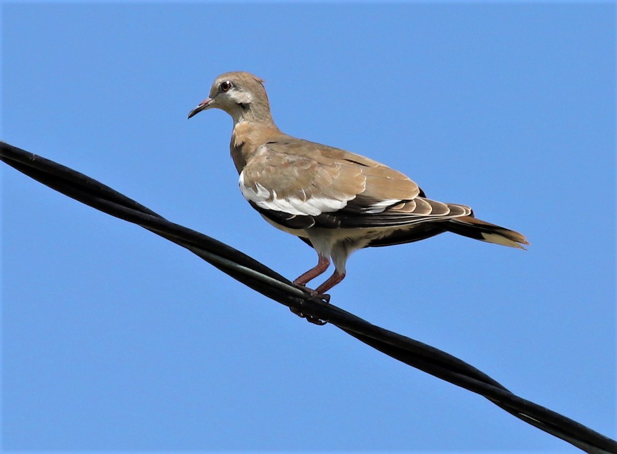 White-winged Dove - ML474499421