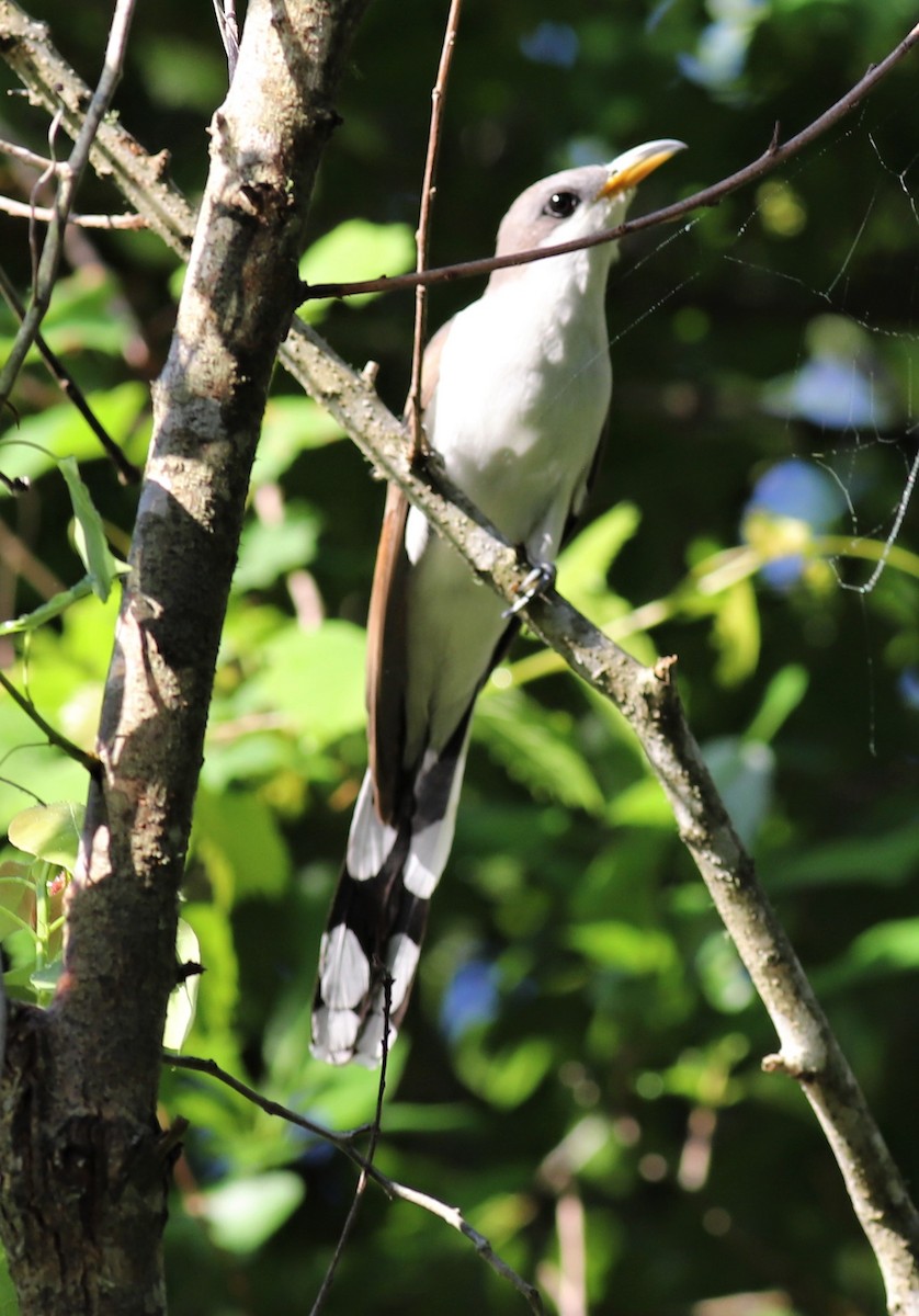 Yellow-billed Cuckoo - ML474499471