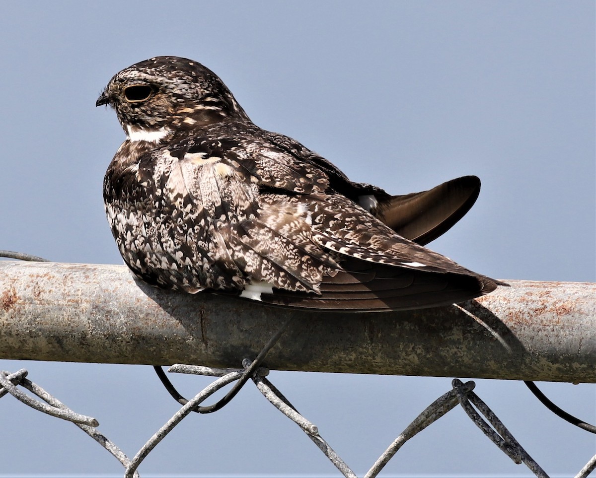 Common Nighthawk - ML474499511