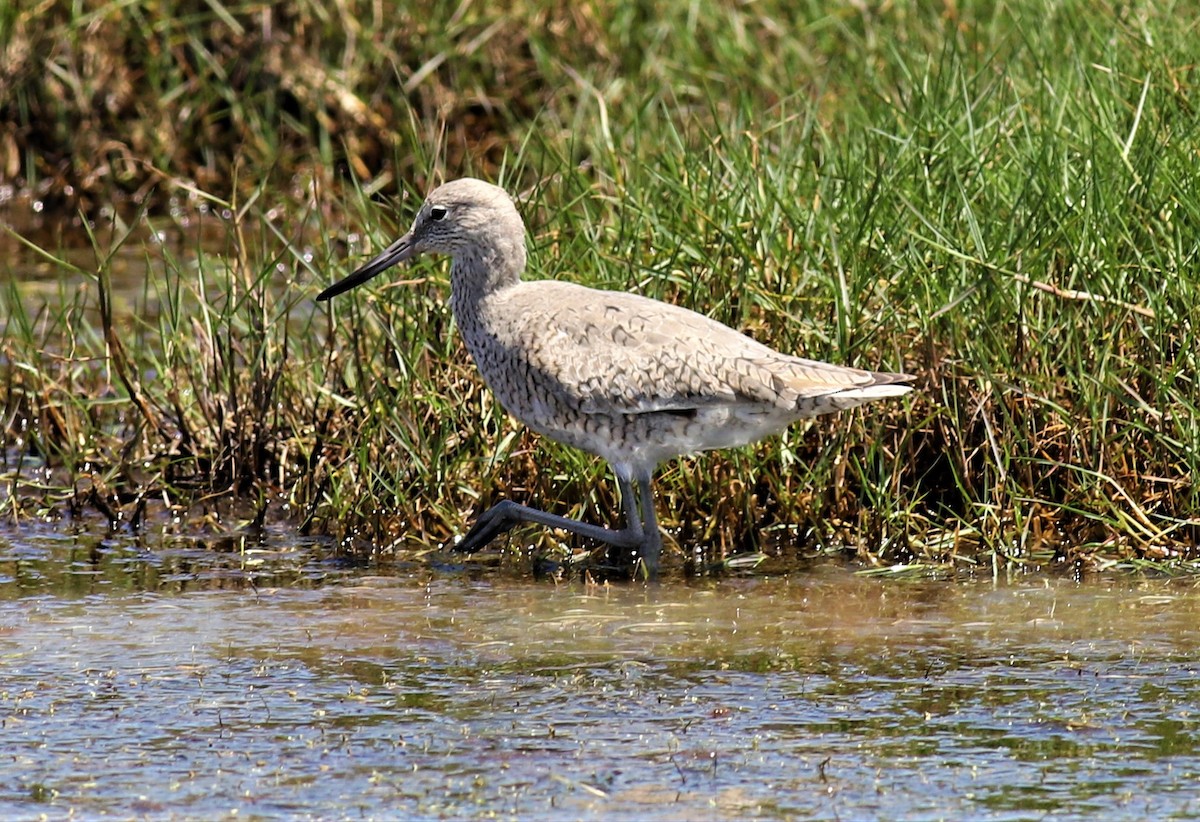 Willet - ML474499561