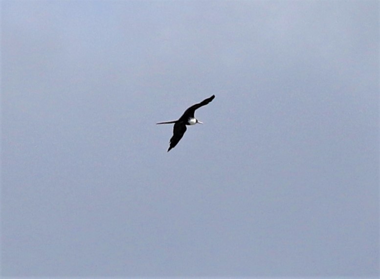 Magnificent Frigatebird - ML474499591