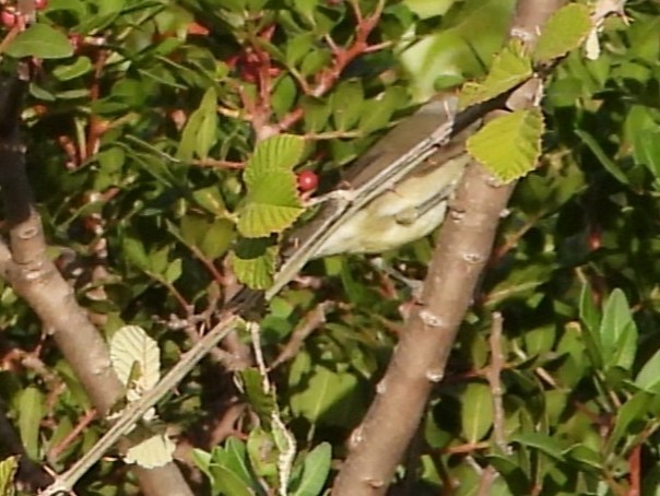 Curruca Capirotada - ML474500621