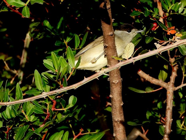 Eurasian Blackcap - ML474500631