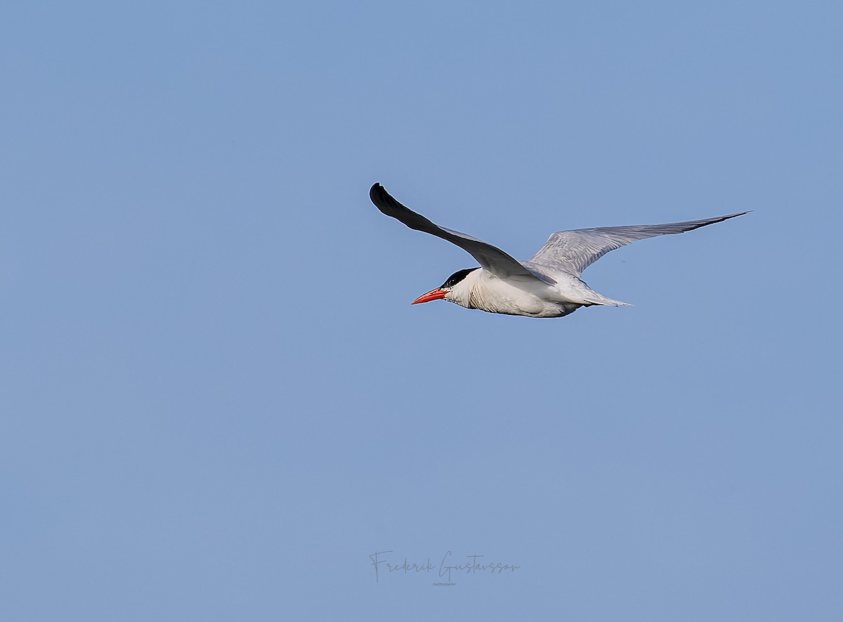 Caspian Tern - Frederik Gustavsson