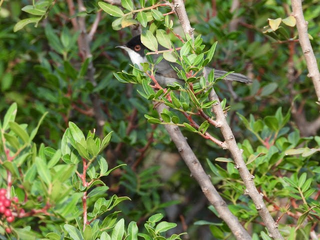 Sardinian Warbler - ML474501051