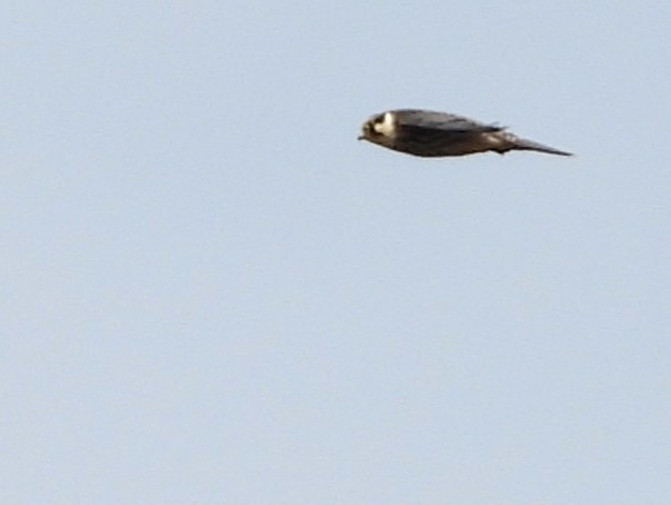 Eurasian Hobby - ML474501501