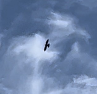 Mississippi Kite - ML474501901