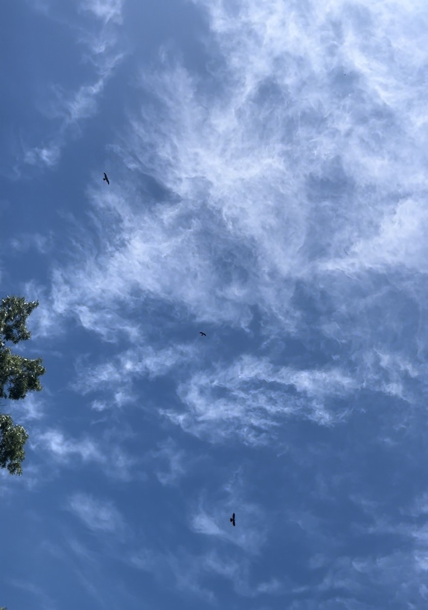 Mississippi Kite - ML474501911