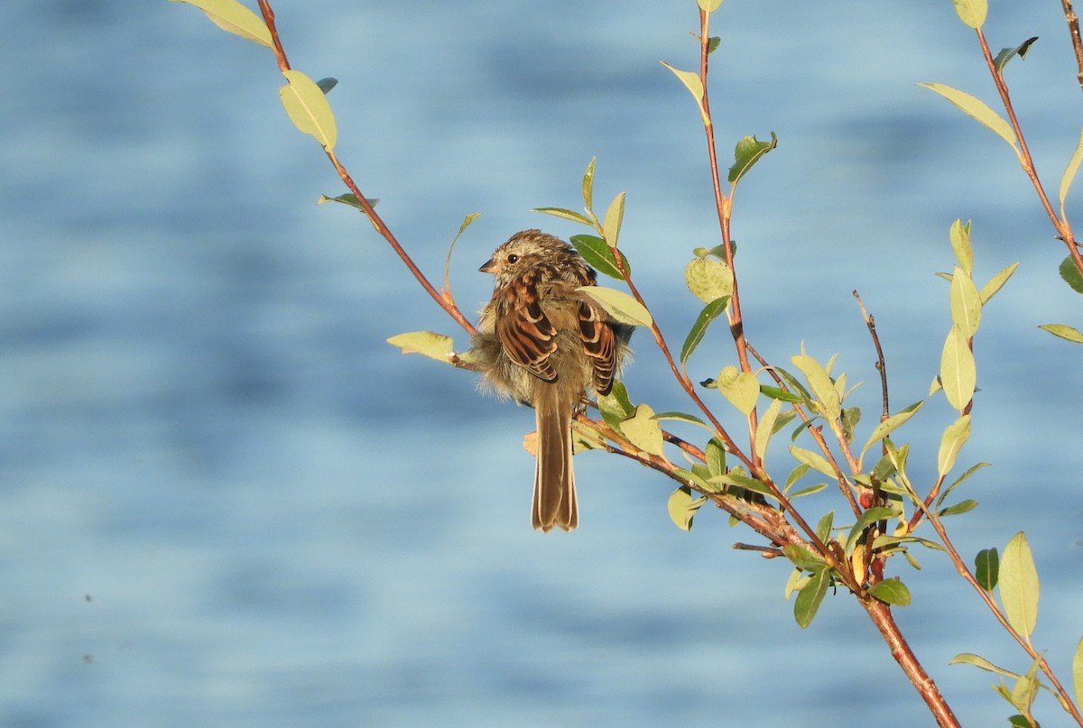 American Tree Sparrow - ML474502151
