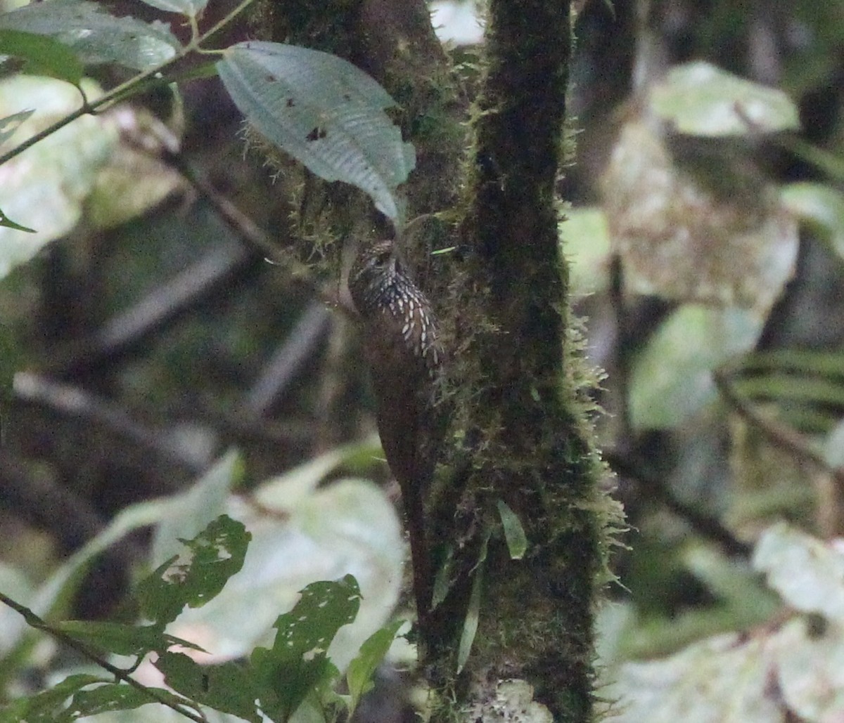 Montane Woodcreeper - ML474502761