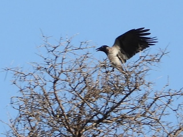 Hooded Crow - ML474503211