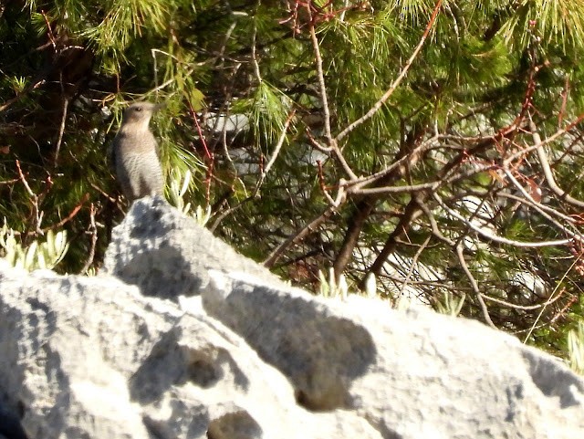 Blue Rock-Thrush - ML474503351