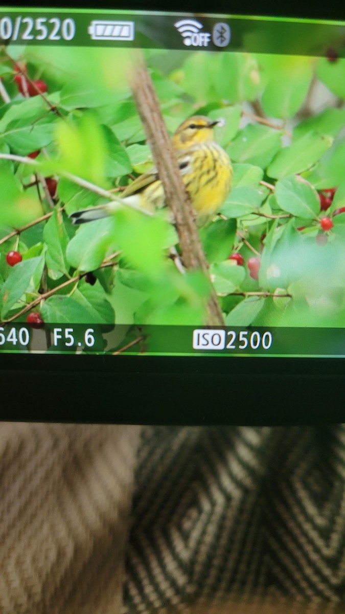 Cape May Warbler - ML474505581