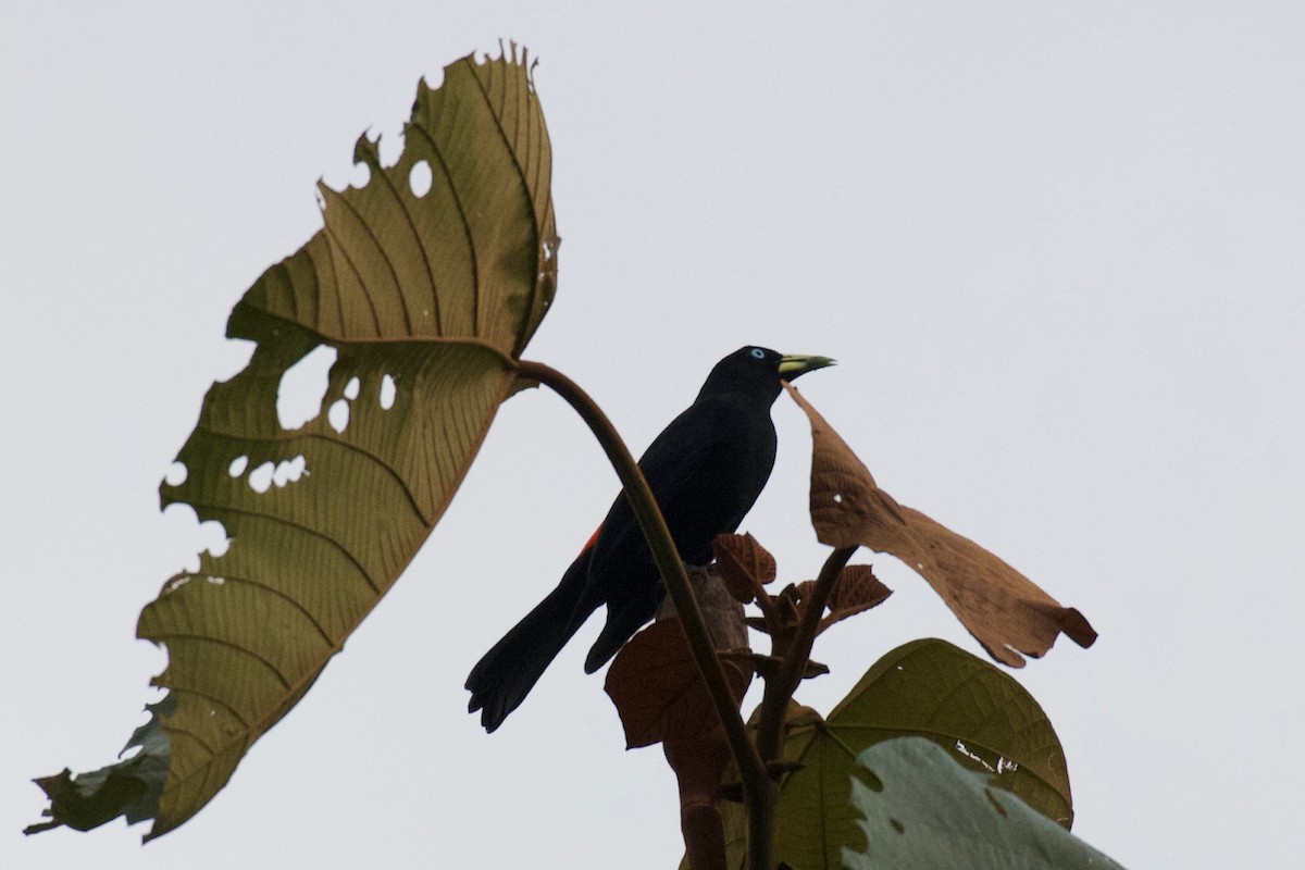 Scarlet-rumped Cacique (Pacific) - ML474507911