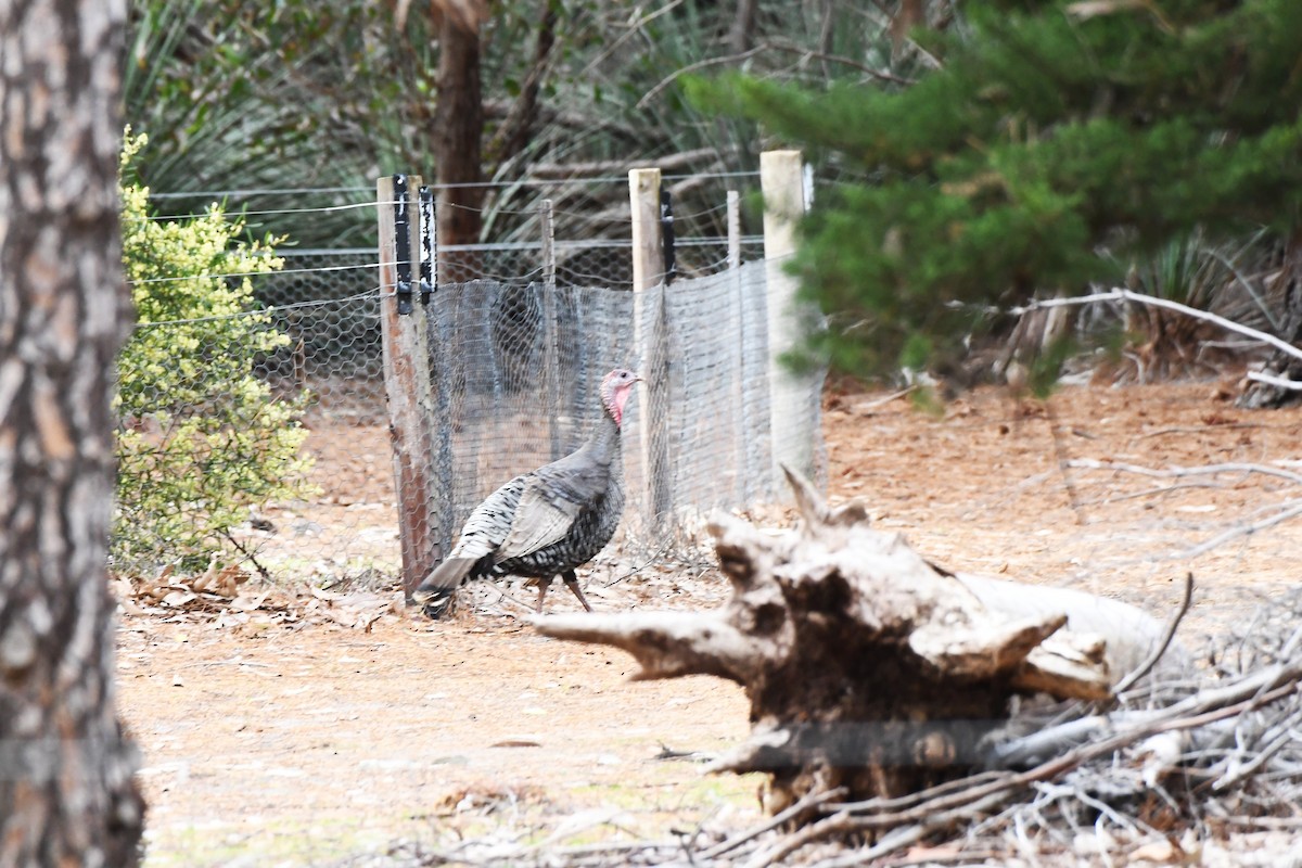 Wild Turkey (Domestic type) - ML474510331