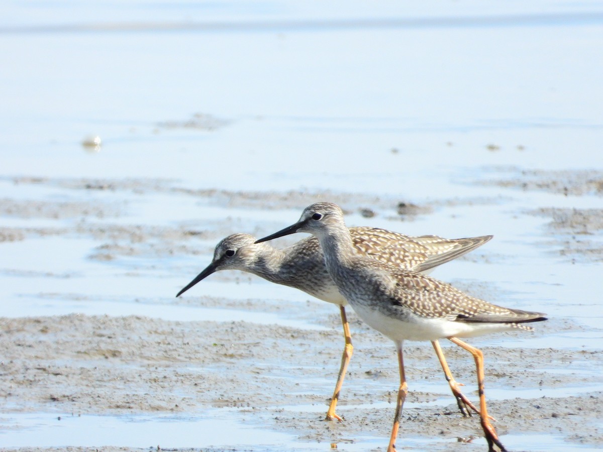 Greater Yellowlegs - ML474510611